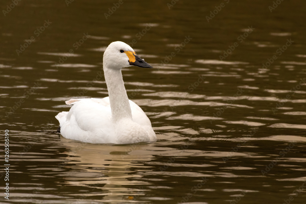Bewick's Swan - Cygnus bewickii Bewick's Swan - Cygnus bewickii