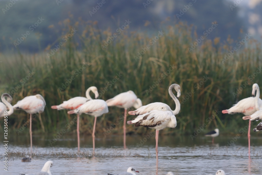 Obraz premium This breathtaking image captures a flamingo in its natural habitat at Bhigwan, Maharashtra, a renowned birdwatching destination. With its elegant long legs, curved neck, and striking pink feathers, th