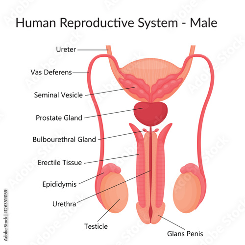Male_human reproductive system_with labelled parts_on white background_isolated_vector flat illustration_467711909.eps