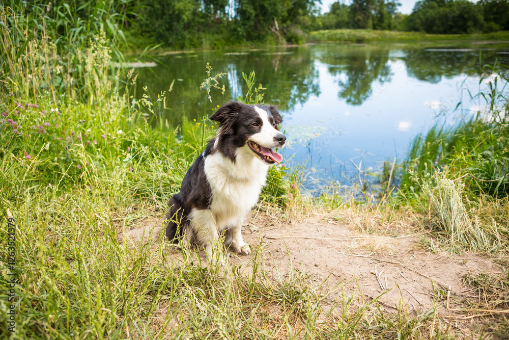 black-and-white border collie dog sits on the shore of a forest river in the summer black-and-white border collie dog sits on the shore of a forest river in the summer