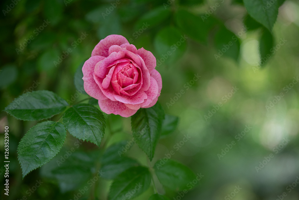 Closeup of charming pink Camelot climbing rose on blurred background