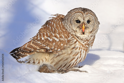 Barred owl with its prey in the snow, Quebec, Canada photo