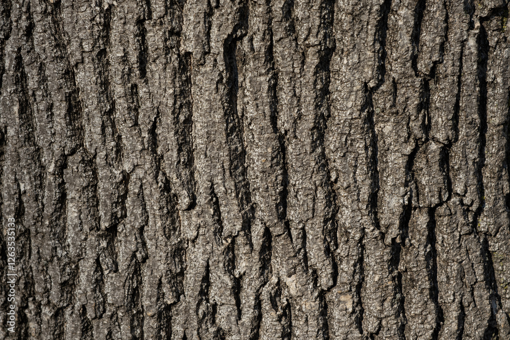 Tree bark texture grunge background Tree bark texture grunge background