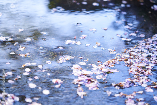 小川に流れる淡い桜の花弁