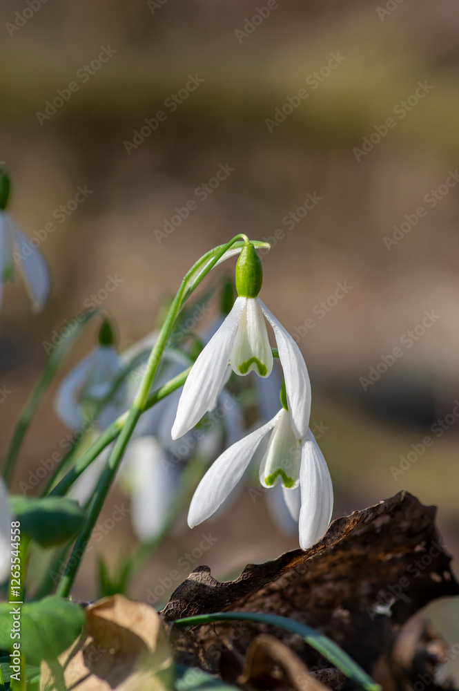 Galanthus nivalis flowering plants, bright white common snowdrop in bloom in sunlight daylight