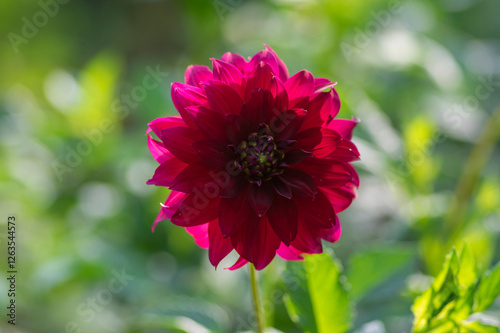 Obraz na płótnie Dahlia red ornamental flowers in bloom, beautiful flowering plant in the garden w salonie