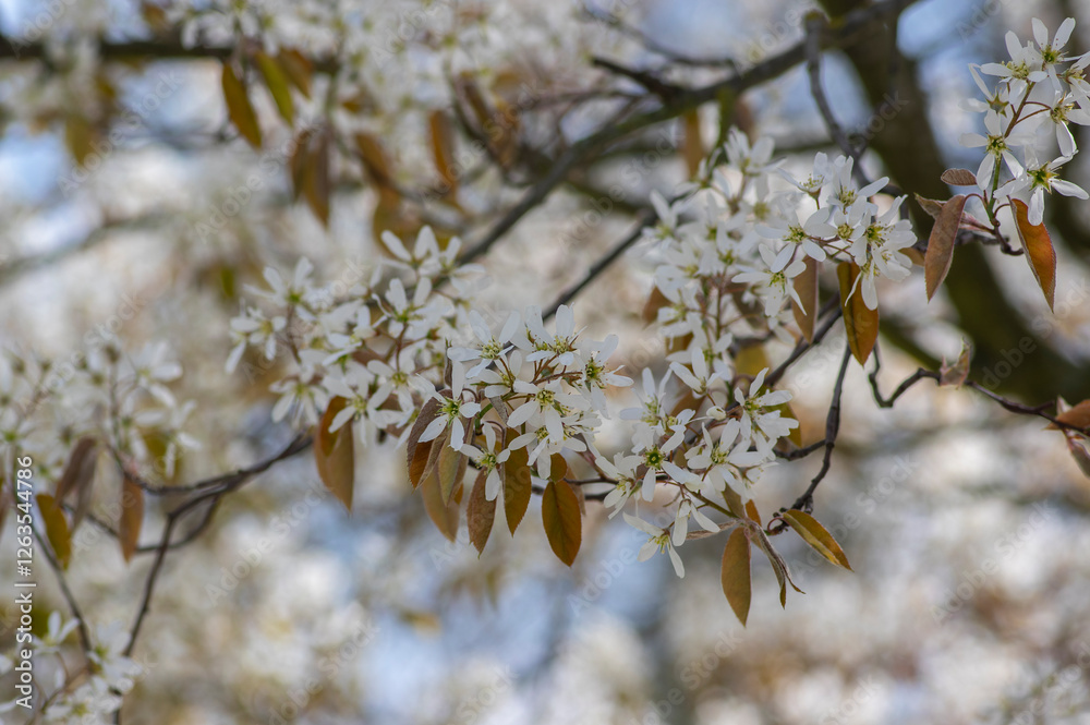 Amelanchier lamarckii deciduous flowering shrub, group of snowy white petal flowers on branches in bloom