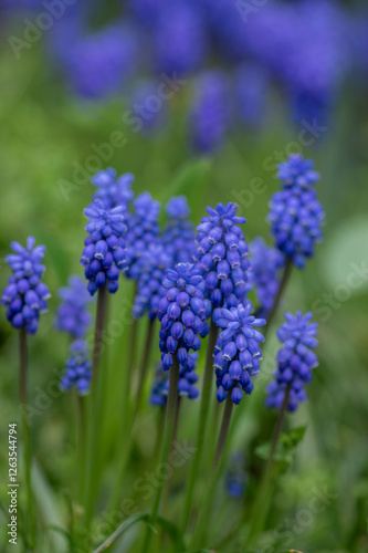 Obraz na płótnie Muscari armeniacum ornamental springtime flowers in bloom, Armenian grape hyacinth flowering blue plants in the garden w salonie
