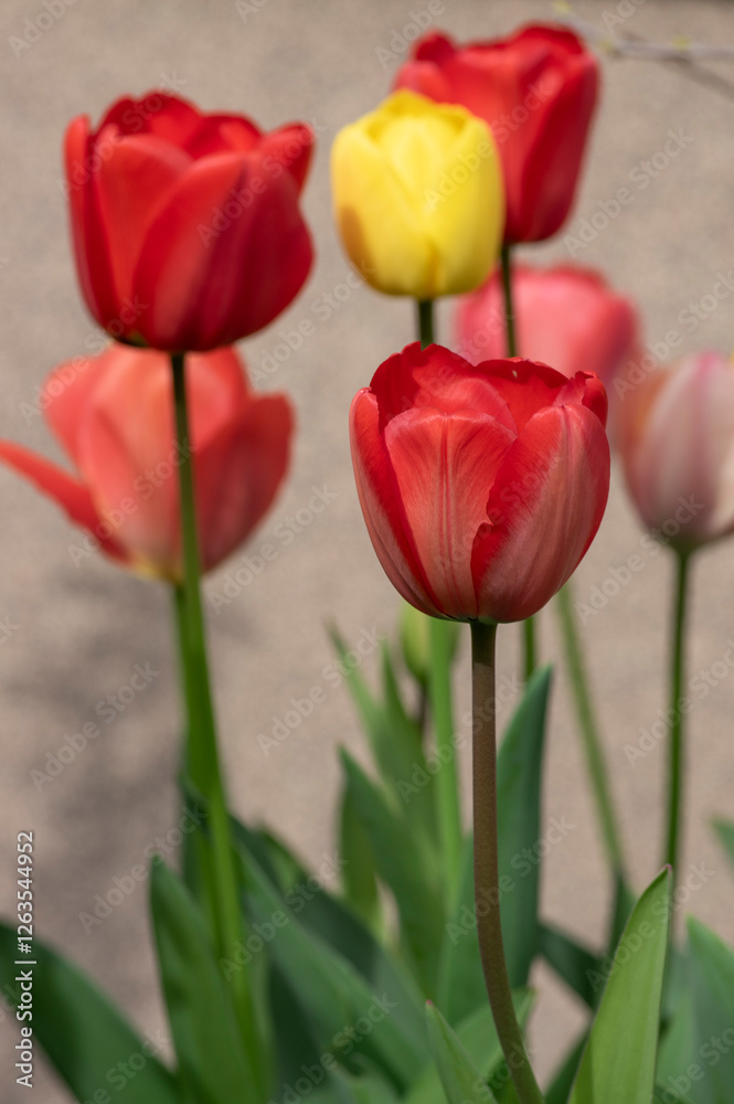 Bright red and yellow color country Darwin tulips in bloom, bouquet of springtime flowering plants in the ornamental garden