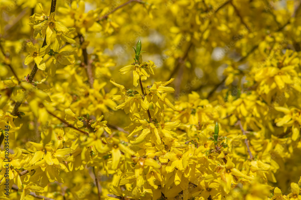 Forsythia intermedia yellow flowering plant, ornamental flowers in bloom, beautiful springtime shrub full of flowers