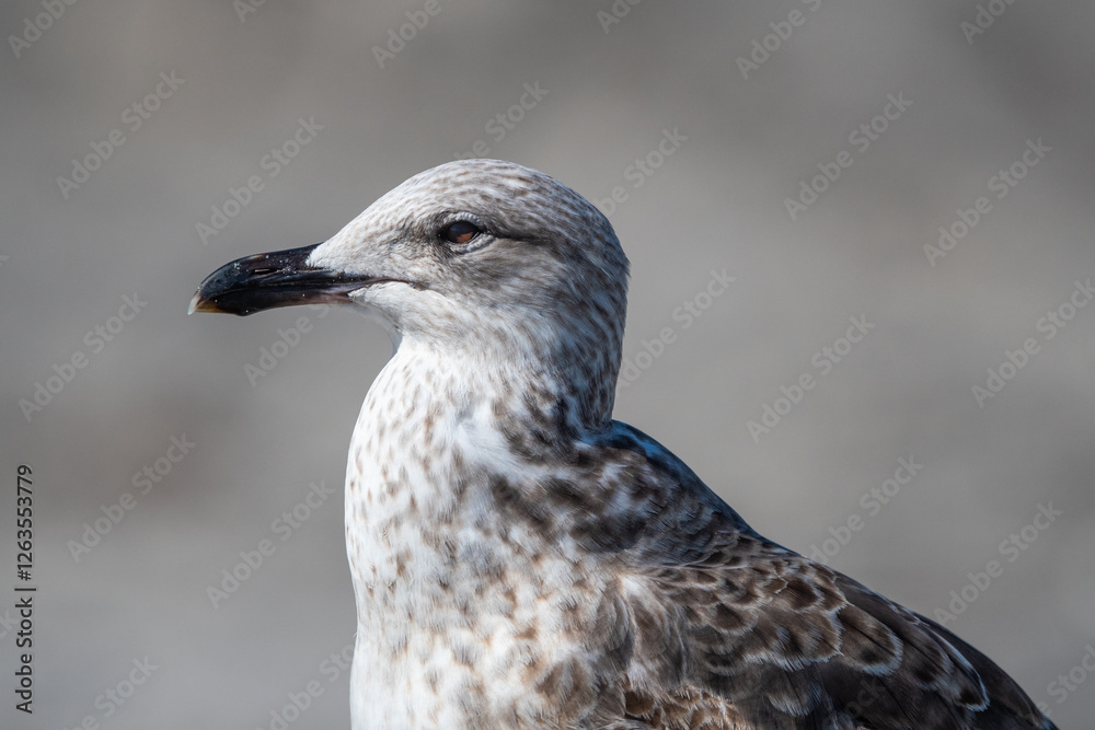 A close-up headshot of a juvenile Gull on the beach A close-up headshot of a juvenile Gull on the beach