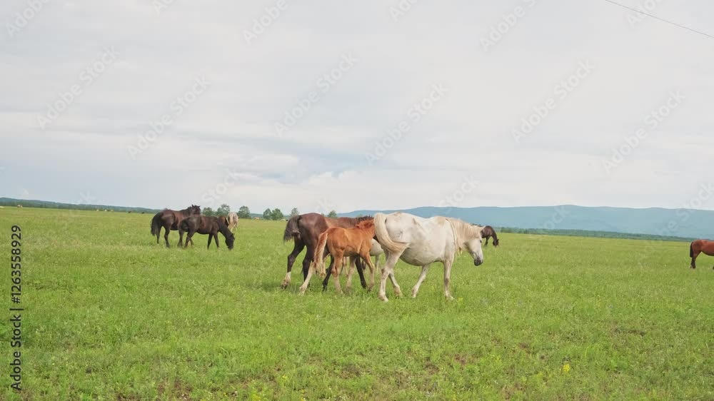 Modern animal livestock. Horses grazing in green field grassland farm countryside background. Horse in meadow chewing grass outdoor. Horse in natural eco farm. Herd of horses on green pasture Modern animal livestock. Horses grazing in green field grassland farm countryside background. Horse in meadow chewing grass outdoor. Horse in natural eco farm. Herd of horses on green pasture