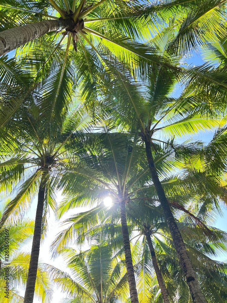 Fototapeta premium Palm trees