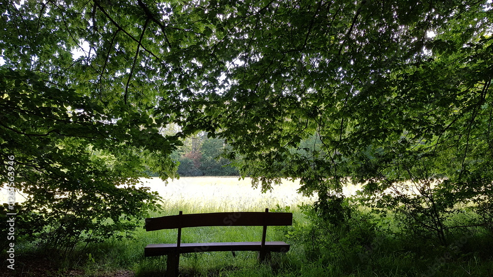 bench in the park