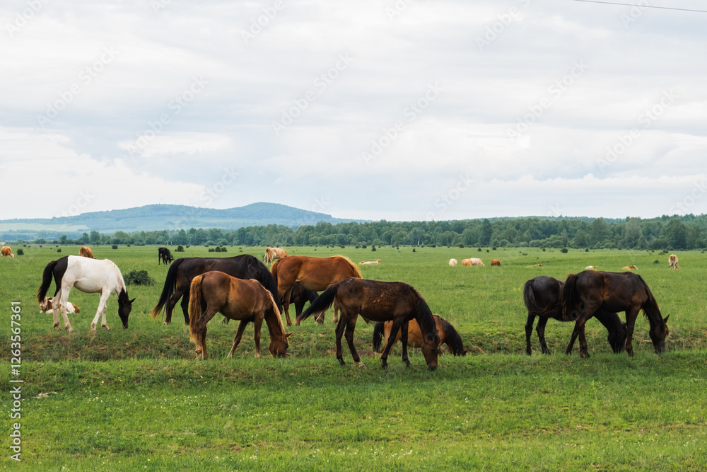 Modern animal livestock. Horses grazing in green field grassland farm countryside background. Horse in meadow chewing grass outdoor. Horse in natural eco farm. Herd of horses on green pasture Modern animal livestock. Horses grazing in green field grassland farm countryside background. Horse in meadow chewing grass outdoor. Horse in natural eco farm. Herd of horses on green pasture