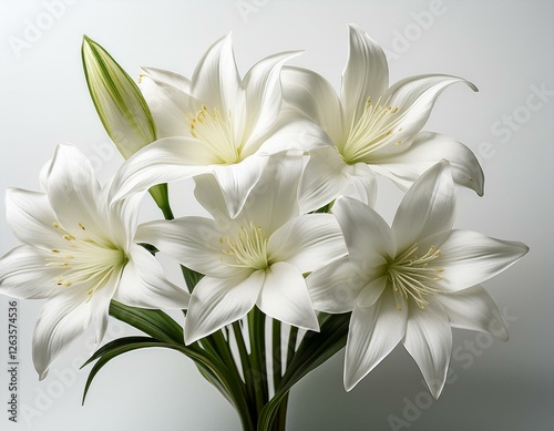 beautiful white flowers of eucharis amazonian lily on a white background