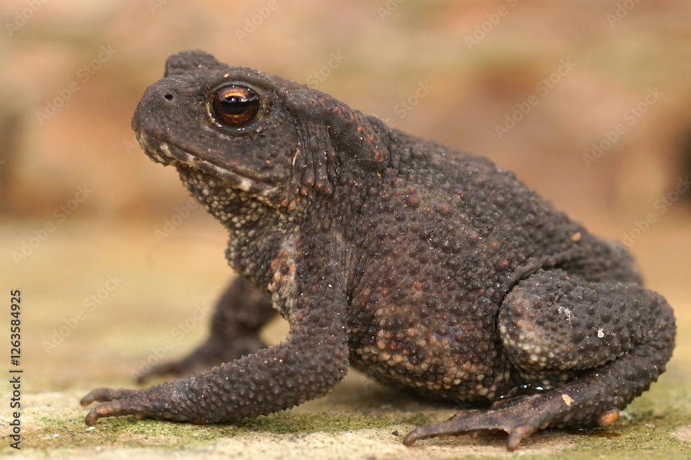Close-up of a dark, bumpy Common European toad, Bufo bufo, with striking eyes Close-up of a dark, bumpy Common European toad, Bufo bufo, with striking eyes