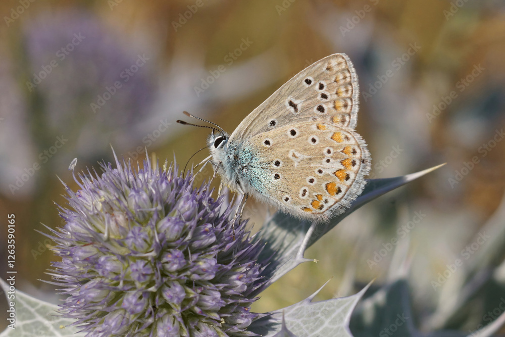 Icarus blue Butterfly resting on a purple thistle flower in a field, showcasing nature's beauty and insect life. Icarus blue Butterfly resting on a purple thistle flower in a field, showcasing nature's beauty and insect life.