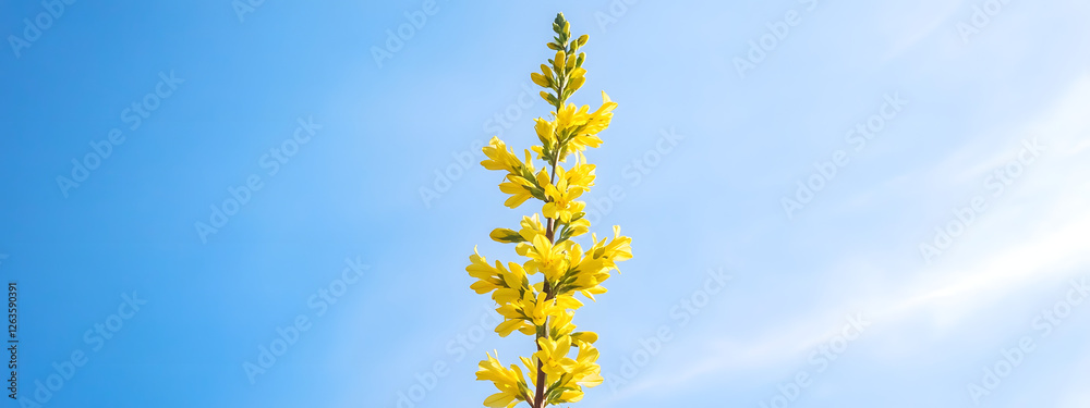 A tall, vertical forsythia plant with yellow flowers against the blue sky
A tall, vertical forsythia plant with yellow flowers against the blue sky