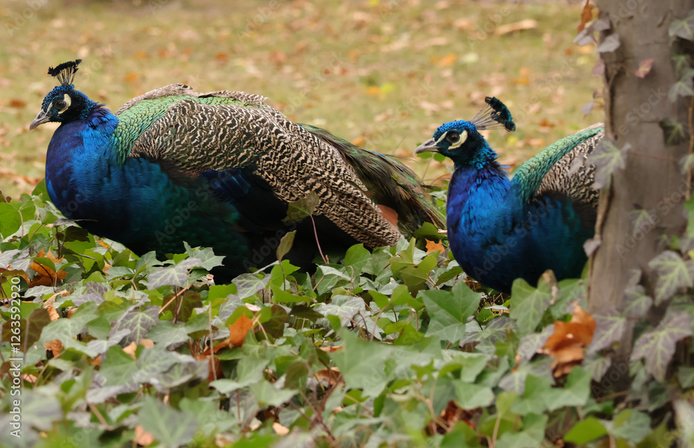 peacocks in the park peacocks in the park