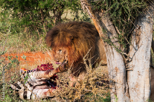 Quadro su tela lion eating zebra