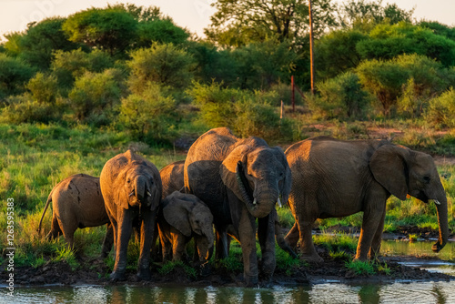 Canvas Print elephants in the wild