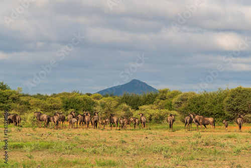 herd of antilopes in the savannah