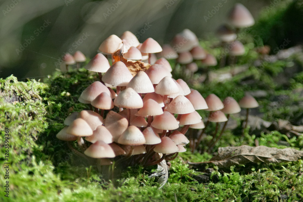 mushroom in the forest mushroom in the forest