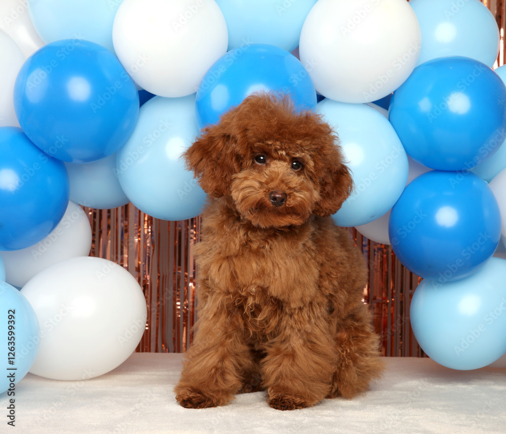 Fluffy Red Toy Poodle Puppy in a Festive Balloon Arch
