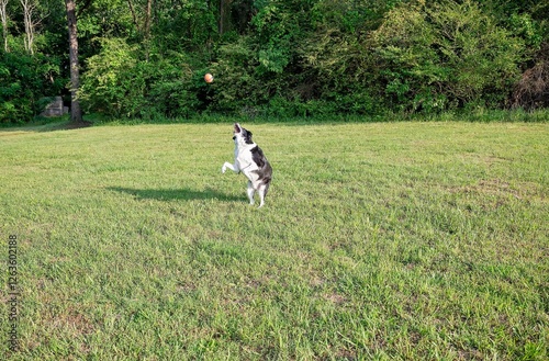 A black and white dog jumps to catch a ball in a grassy field