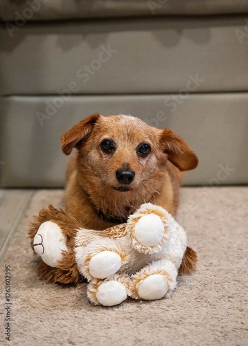 A small brown dog rests on a carpet with a plush toy in its paws