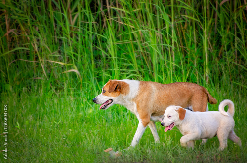 Photography Mother dog walking down the side of a road with one of her puppies in Bayou La B