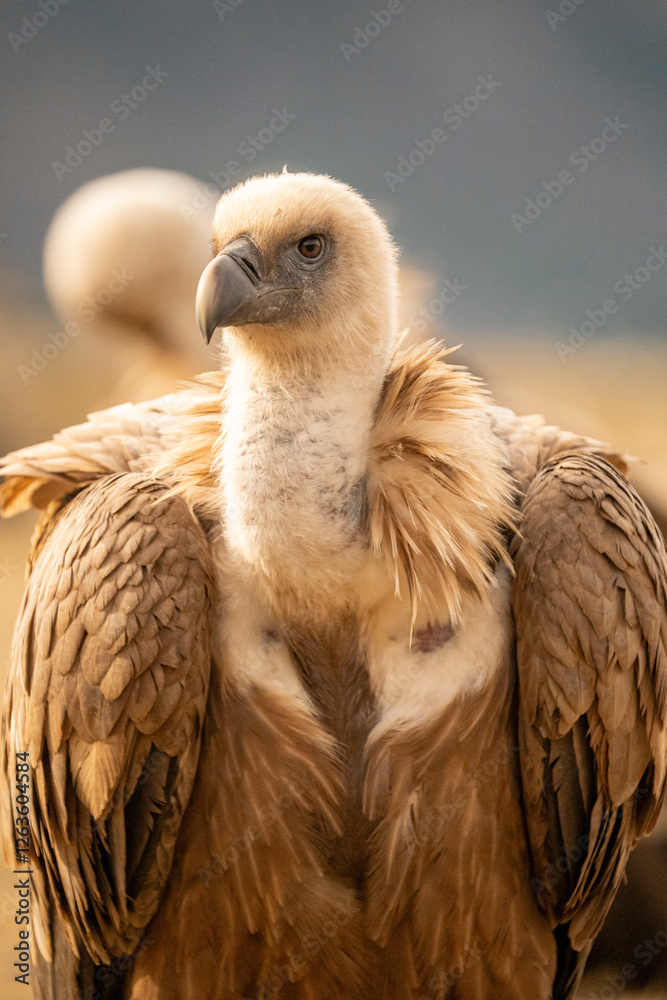 Griffon vulture (Gyps fulvus) photographed in Spain Griffon vulture (Gyps fulvus) photographed in Spain