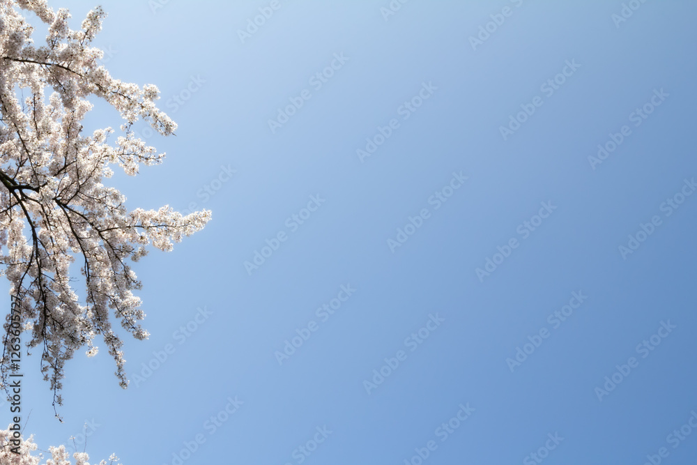 A beautiful sakura (cherry blossom) tree in full bloom against a bright blue sky. The composition leaves space for text, making it perfect for springtime marketing, greeting cards. A beautiful sakura (cherry blossom) tree in full bloom against a bright blue sky. The composition leaves space for text, making it perfect for springtime marketing, greeting cards.