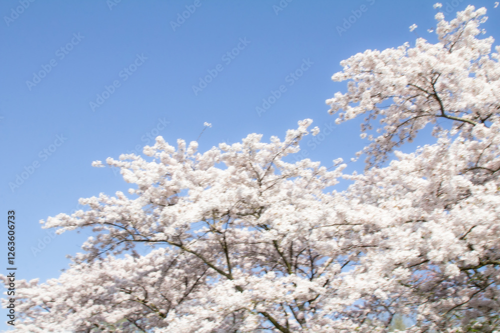 A beautiful sakura (cherry blossom) tree in full bloom against a bright blue sky. The composition leaves space for text, making it perfect for springtime marketing, greeting cards. A beautiful sakura (cherry blossom) tree in full bloom against a bright blue sky. The composition leaves space for text, making it perfect for springtime marketing, greeting cards.