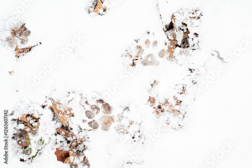 Dog paw prints in fresh snow with scattered fallen leaves
