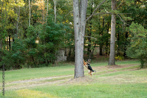 German Shepherd jumping against a tree in a grassy forest area
