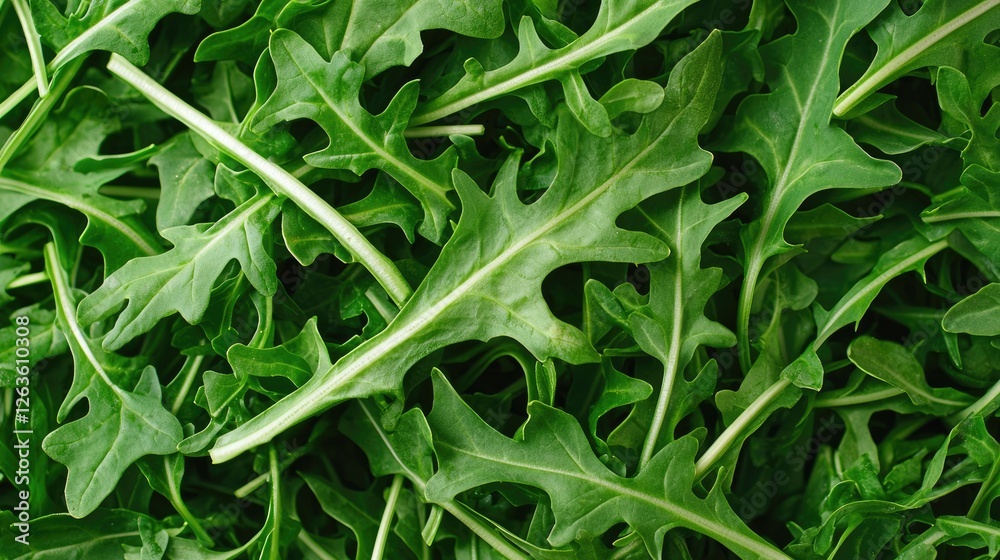 Fresh arugula leaves, close-up texture, food background, healthy eating Fresh arugula leaves, close-up texture, food background, healthy eating