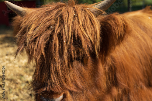 Reddish brown colored mini cow close-up