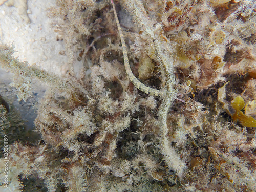 Close-up of a Messmate pipefish (Corythoichthys intestinalis) swimming over coral reefs in Bawean Island, Indonesia. photo