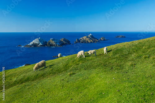 Εκτύπωση καμβά sheep grassing in Hermaness nature park in the Shertland isles