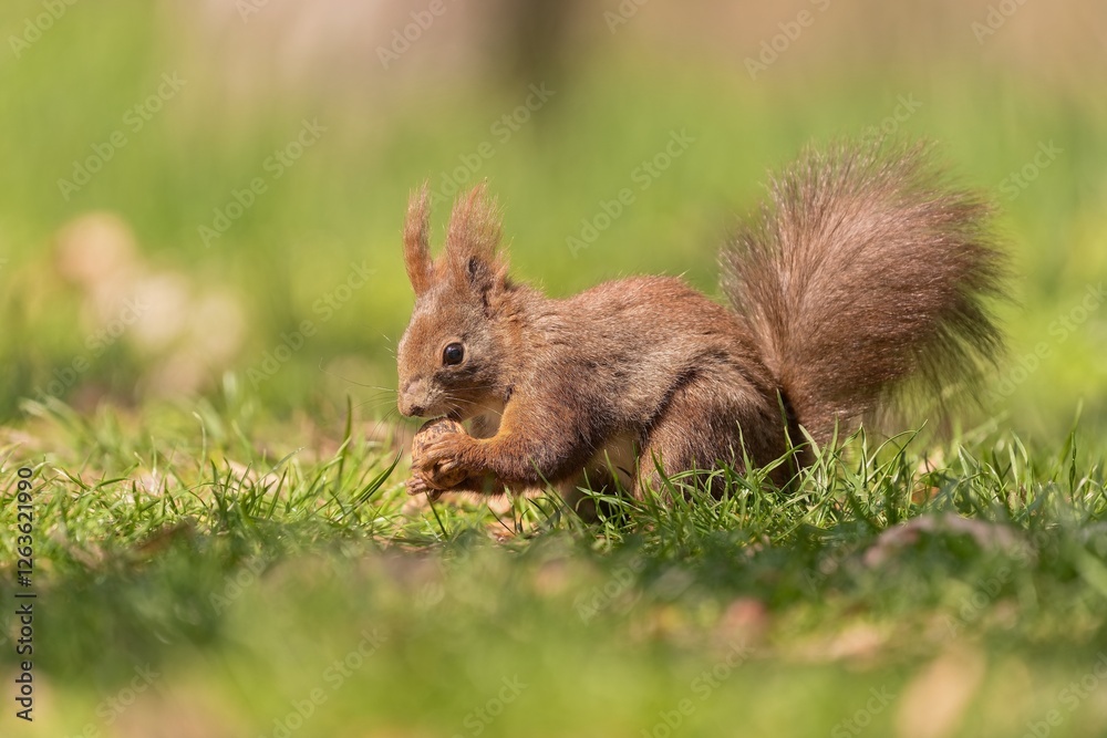A cute european red squirrel sits in the grass and eats a nut. Sciurus vulgaris
A cute european red squirrel sits in the grass and eats a nut. Sciurus vulgaris