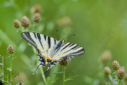 Portrait of a beautiful Scarce swallowtail in its nature habitat. Iphiclides podalirius  photo