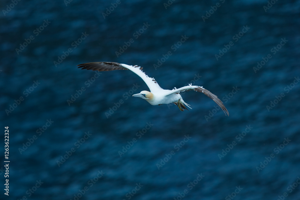 Northern gannets in various flying, diving, and flying positions, blue background, Northern gannets in various flying, diving, and flying positions, blue background,
