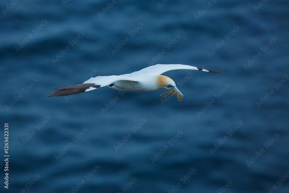 Northern gannets in various flying, diving, and flying positions, blue background, Northern gannets in various flying, diving, and flying positions, blue background,