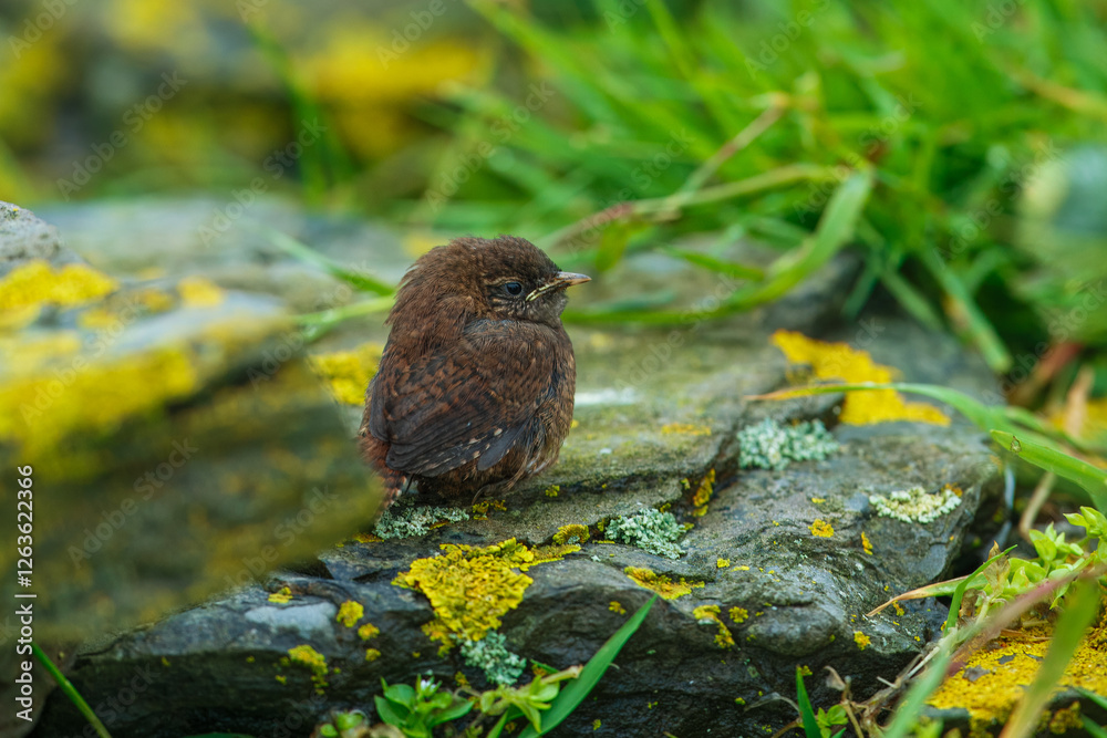 Pacific Wren (Trogodytes pacificus) sitting on the rock. Pacific Wren (Trogodytes pacificus) sitting on the rock.