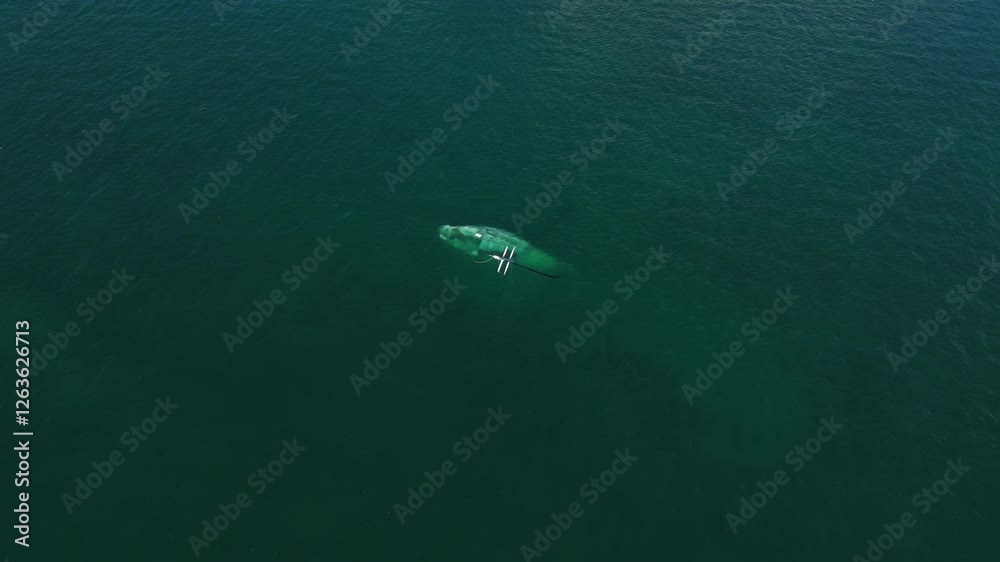 Aerial view of greenish object submerged in water which appears to be sunken boat or ship. Water is dark green and object is partially visible beneath surface Aerial view of greenish object submerged in water which appears to be sunken boat or ship. Water is dark green and object is partially visible beneath surface