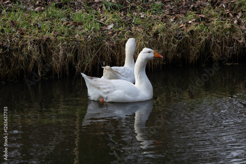 Fototapeta Naklejka Na Ścianę i Meble -  white swans swimming in the lake