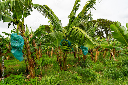 Martinica - 8 February 2024 - A rich banana plantation in Martinique