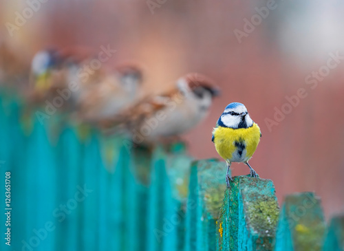 blue tit bird standing at the head group of funny and angry birds sparrows in...